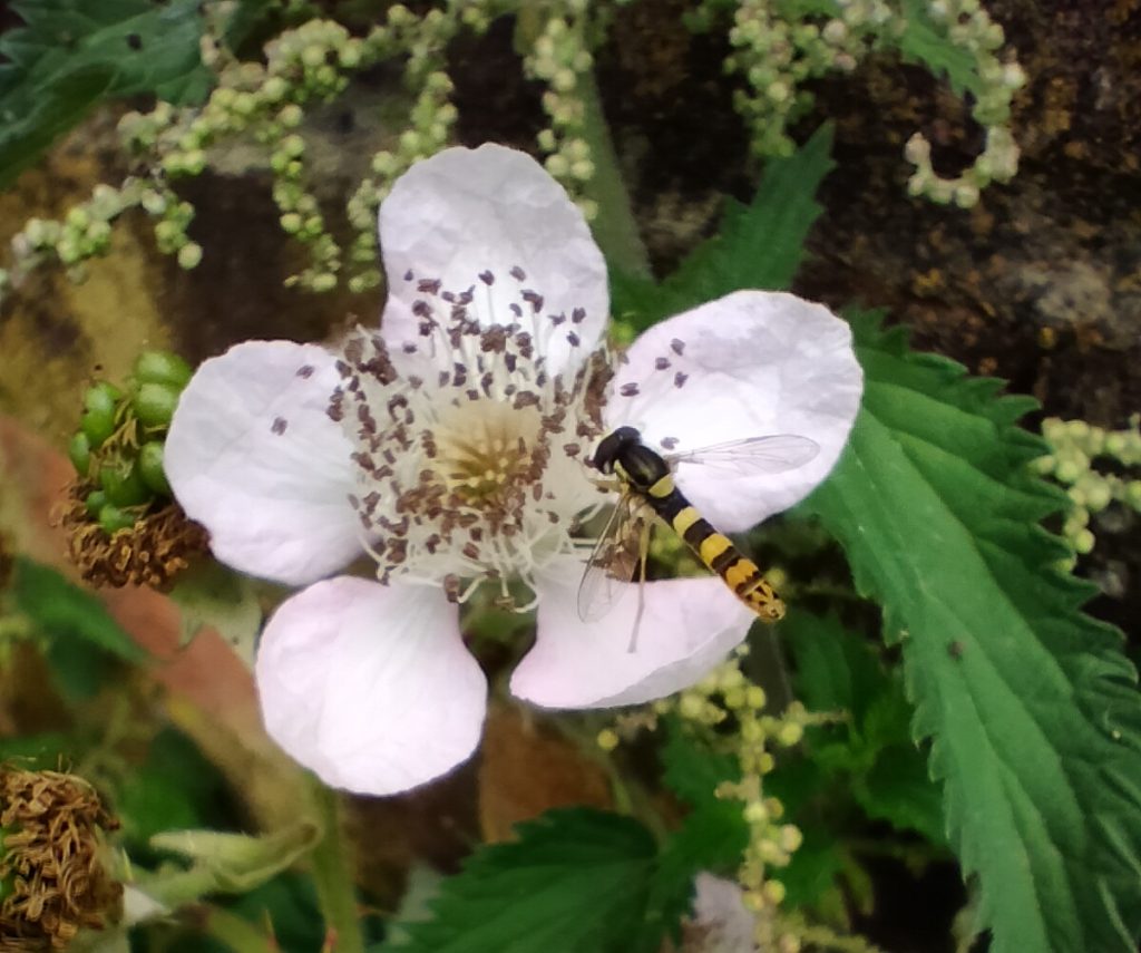 IMG_20230703_185543 Bramble flower with hover fly approaching