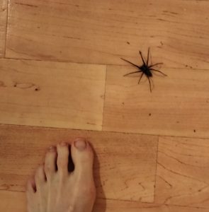 Big spider on a kitchen floor with a foot for scale. The  spider's body is the same size as the big toe.