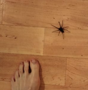 Big spider on a kitchen floor with a foot for scale. The  spider's body is the same size as the big toe.