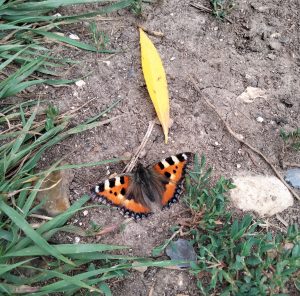 Red Admiral butterfly on a grassy path.