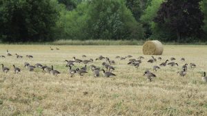 Harvested field with hay roll and Canada geese